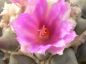 Preview: Ariocarpus confusus no-we Dolores